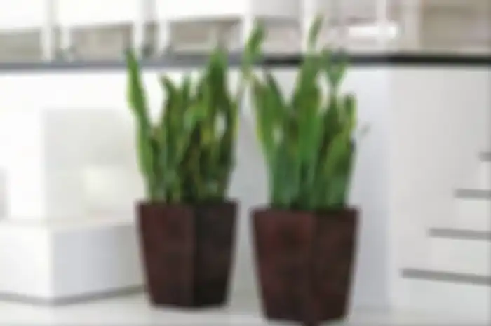 Di Indonesia, tanaman Lidah Mertua bermarga Sinsevieria. Sedangkan di luar negeri diberi nama Snake Plant Care.