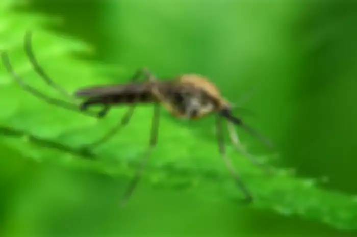 Nyamuk Anopheles Gambiae adalah spesies penular atau vector dari malaria, dan peneliti menemukan cara untuk membuatnya tidak bisa bertelur.