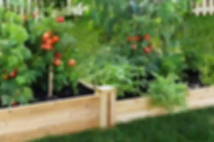 Cara sederhana berkebun di rumah. 