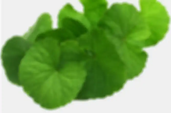 Daun kaki kuda alias pegagan atau centella asiatica.