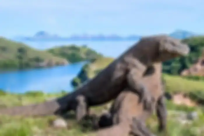 Gubernur NTT Berencana Naikkan Harga Tiket Masuk Taman Nasional Komodo, dari Rp 150 Ribu Jadi Rp 7 J
