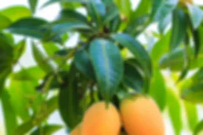 Manfaat luar biasa daun mangga