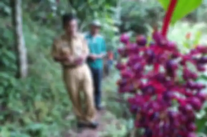 Buah parijoto populer di masyarakat Kudus karena dipercaya dapat meningkatkan kesuburan hormonal pada wanita.