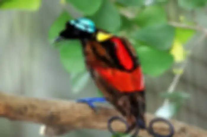 Burung cendrawasih.