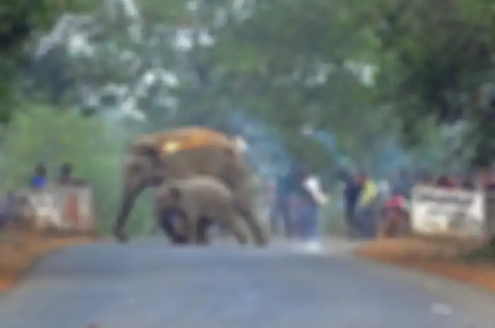 Demi merebut gadingnya, para pemburu dengan keji menembaki gajah sehingga sangat kecil peluang bagi mereka untuk melarikan diri. 