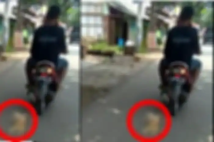Kucing diseret dua pemuda di Pekalongan, Jawa Tengah.