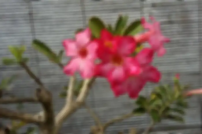 Bunga Kamboja Jepang