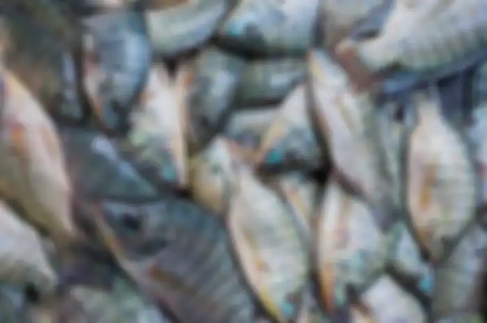 Ada beberapa alasan yang membuat ikan mujair sebaiknya tidak dikonsumsi, salah satunya bahkan disebut bisa memicu kanker!