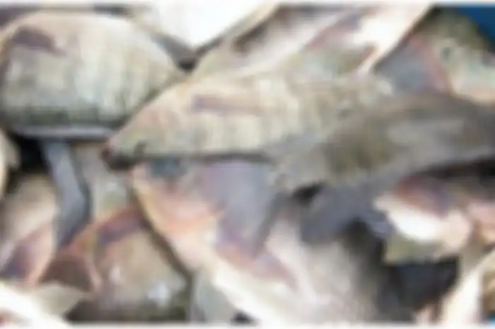 Ilustrasi ikan mujair