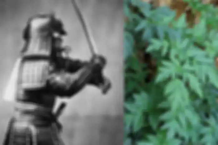 Daun tradisional Jepang yang sering dimakan samurai ini dipercaya menjadi rahasia awet muda mereka, kata para ilmuwan.