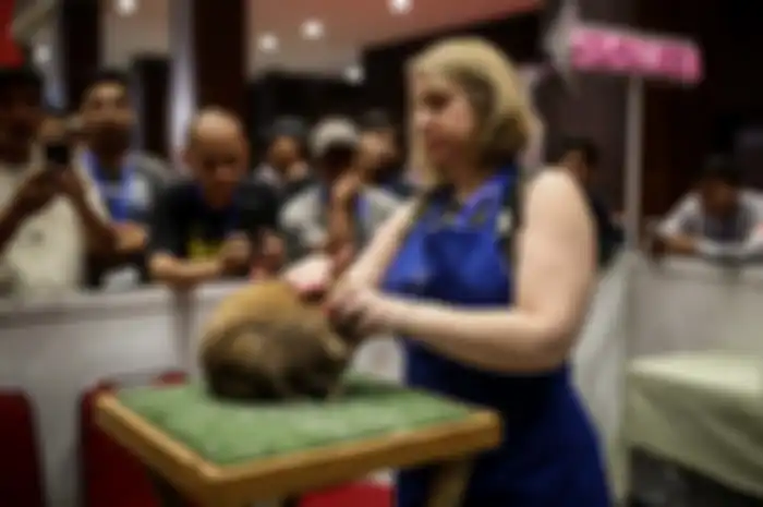 Suasana saat pameran Jakarta Indonesia Pet Show (JIPS) 2019 di JIExpo Kemayoran, Jakarta Utara, Sabtu (23/2/2019). Pameran hewan peliharaan dan hewan hobi terbesar di Asia Tenggara tersebut diikuti oleh 150 peserta pameran dari dalam maupun luar negeri dan akan berlangsung hingga 24 Februari 2019.