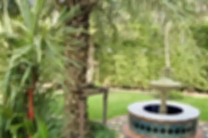 Jenis tanaman yang bernilai “baik” sering diartikan dapat mengundang hawa rejeki untuk singgah di dalam rumah salah satunya pohon Palem merah/Palem raja.