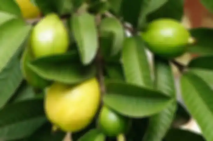 Daun jambu biji.