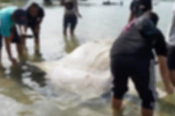 Bangkai seekor ikan mola-mola ditemukan terdampar di Teluk Ambon tepatnya di pantai Desa Poka, Kecamatan Teluk Ambon, Minggu (31/3/2019)