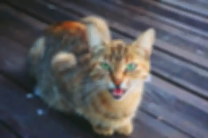 Terbukti, Kucing Ternyata Kenali Nama yang Diberikan oleh Pemilik