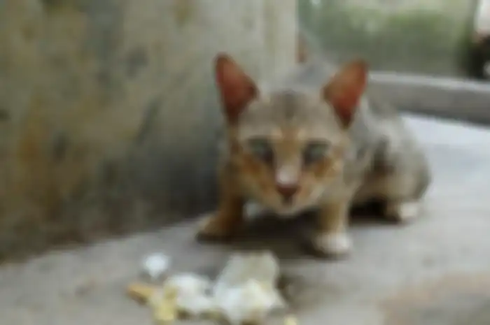 Kucing liar