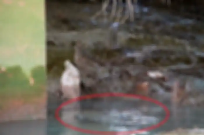 Keberadaan reptil ini bukanlah ancaman, dan mereka tidak pernah mengganggu manusia yang memiliki aktivitas di sungai tersebut.