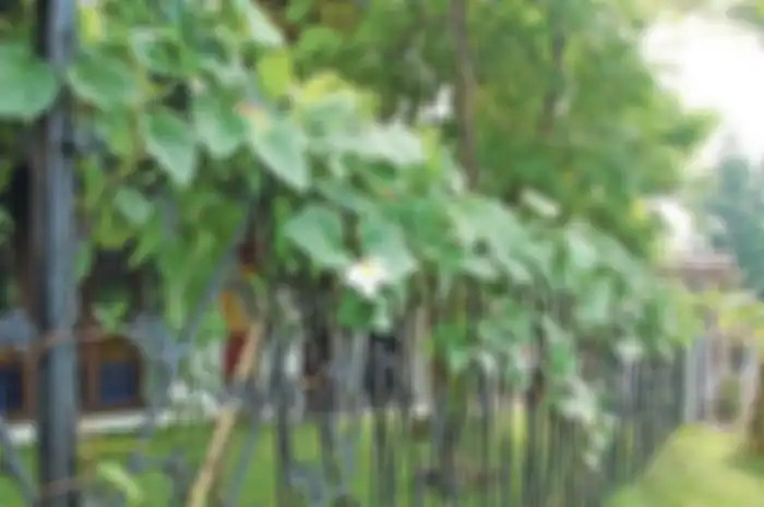 Jenis tanaman rambat berdaun besar juga cocok dipadukan dengan pagar besi seperti ini.