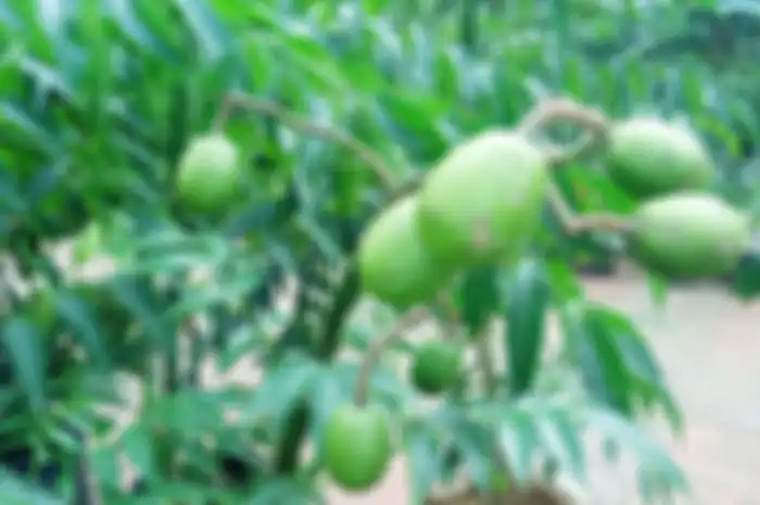 Daun kedondong mengandung flavonoid, saponin, tanin, dan alkanoid yang memiliki khasiat bisa mencegah dan mengobati penyakit jantung dan kolesterol.