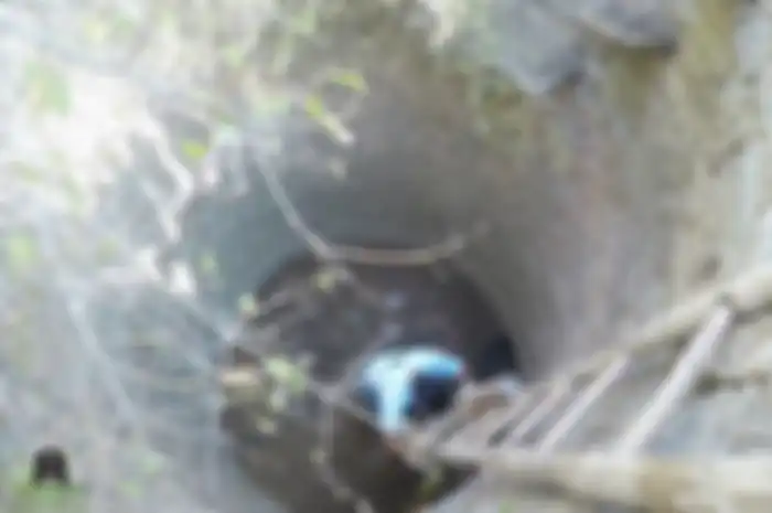Proses penyelamatan beruang sloth dari dalam sumur di India
