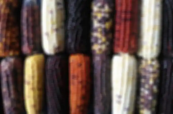 Jagung warna-warni yang berhasil dibudidayakan petani asal Cianjur, Jawa Barat