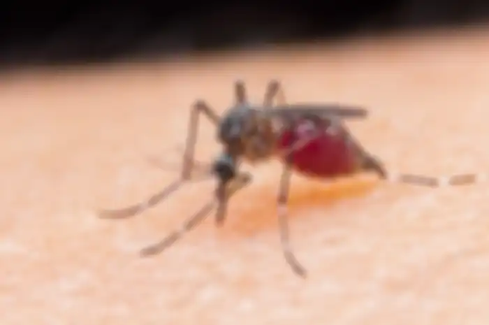 Nyamuk malaria.