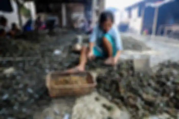 Sarinah terlihat begitu serius mengupas kulit kerang hijau