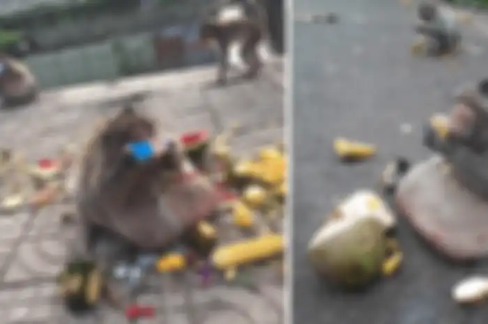 Turis yang berkunjung di Monumen Khun, juga memberi makan dan minuman berkalori tinggi pada monyet ini.