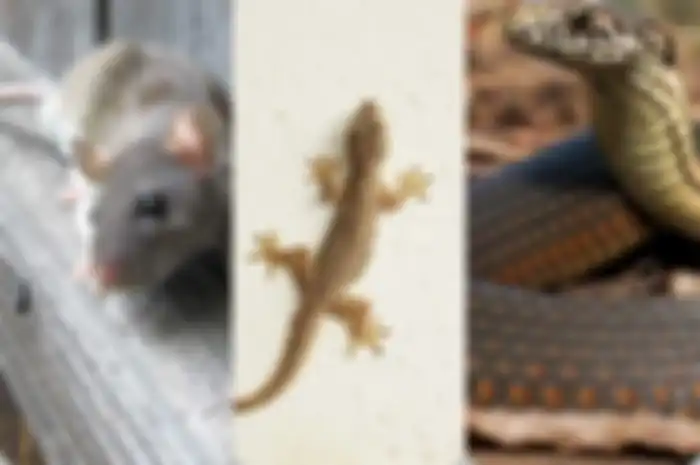 Begini cara mengusir tikus cicak hingga ular di rumah
