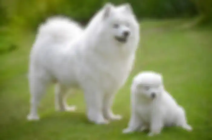 Anjing jenis Samoyed
