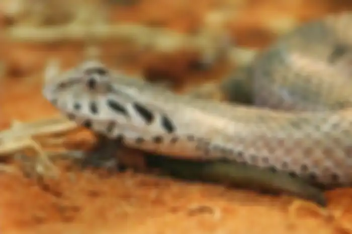 Ular death adder banyak ditemukan di wilayah Indonesia bagian timur, seperti Papua dan Maluku.