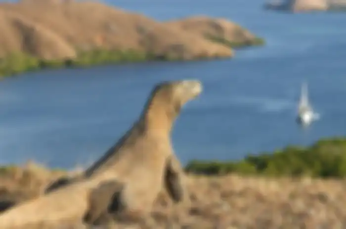 Pulau Komodo, Indonesia