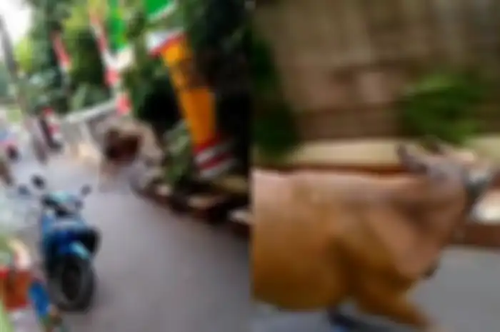 Sapi mengamuk di gang Klender