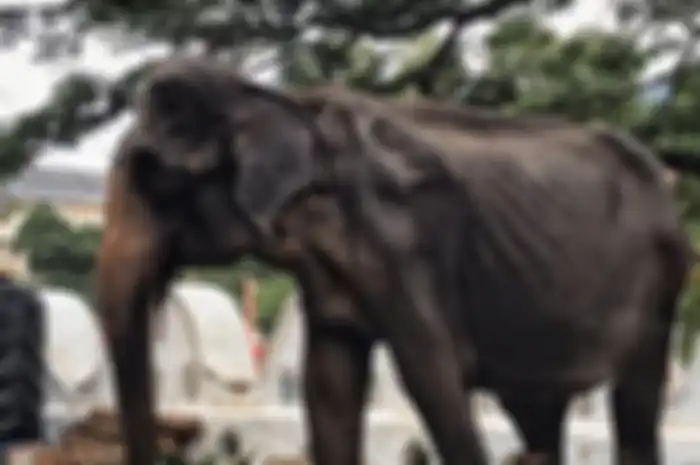 Foto-foto memilukan seekor gajah di balik kostum festivalnya.