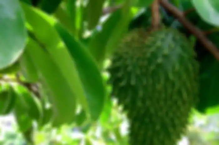 Daun sirsak diklaim mampu sembuhkan kanker.