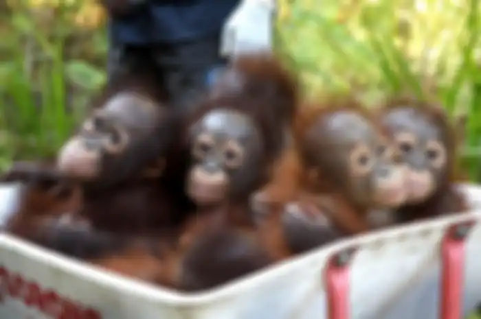 Bajakah, tanaman khas Kalimantan Tengah menjadi sorotan publik.
Hal itu karena, tanaman bajakah disebut-sebut mampu menyembuhkan kanker payudara.