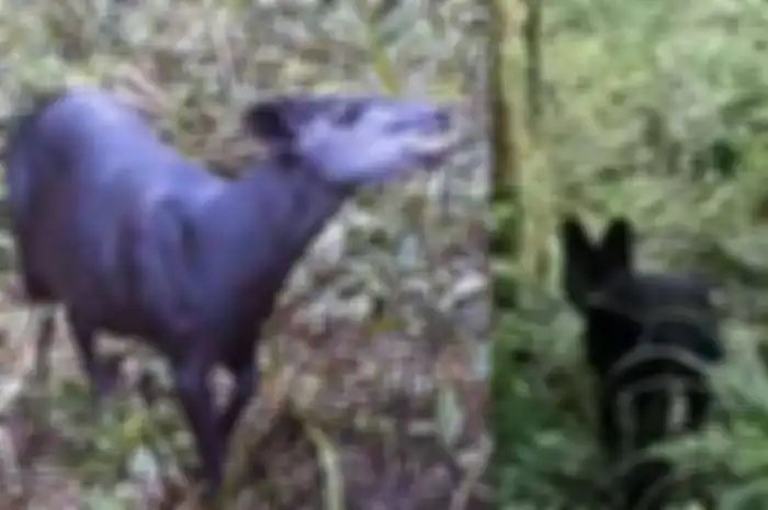 Kaki gunung Kilimanjaro adalah rumah bagi beberapa makhluk paling misterius yang tak dapat dipahami didunia.