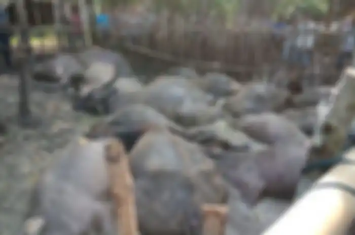 Seorang penggembala dan 19 kerbaunya mati akibat tersambar petir