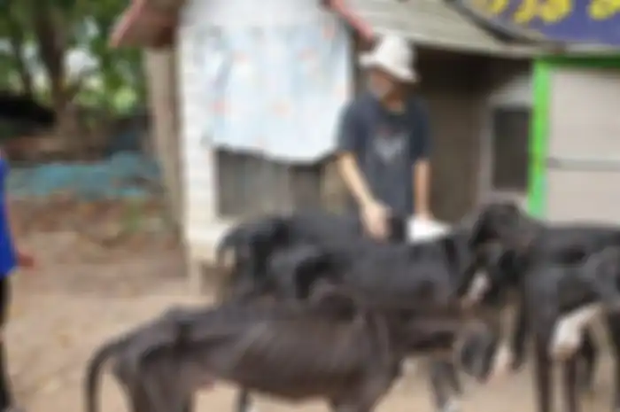 Bagaimana jadinya bila kita menelantarkan mereka begitu saja, mereka pastinya seperti kita yang juga akan ‘menangis’ sedih.