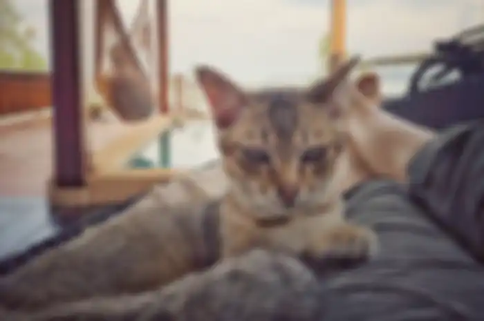 Tapi tahukah jika memelihara kucing ternyata bisa kurangi risiko penyakit jantung dan stroke? Kucing membantu menhilangkan stres dan kecemasan.