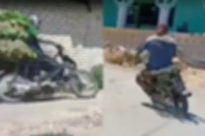 Para petani tembakau cornering ala pembalap MotoGP