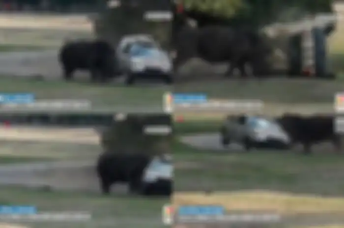Tangkapan layar video amatir yang merekam bdak yang mengamuk