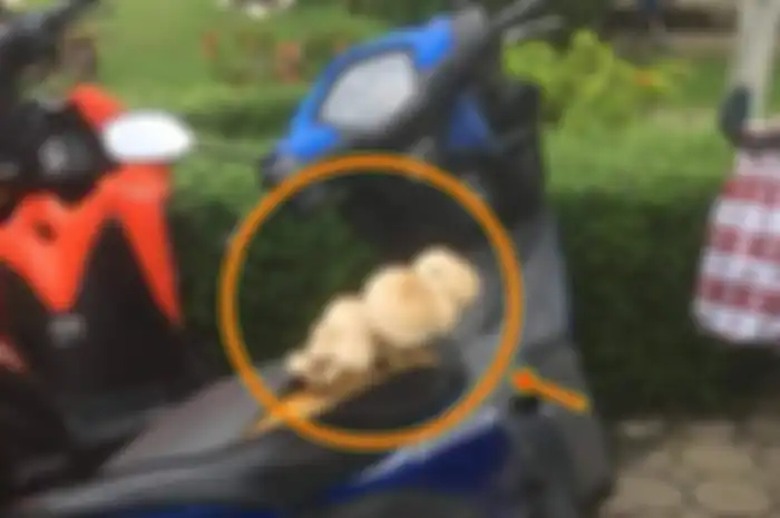 Jamur besar tumbuh di jok Honda Revo