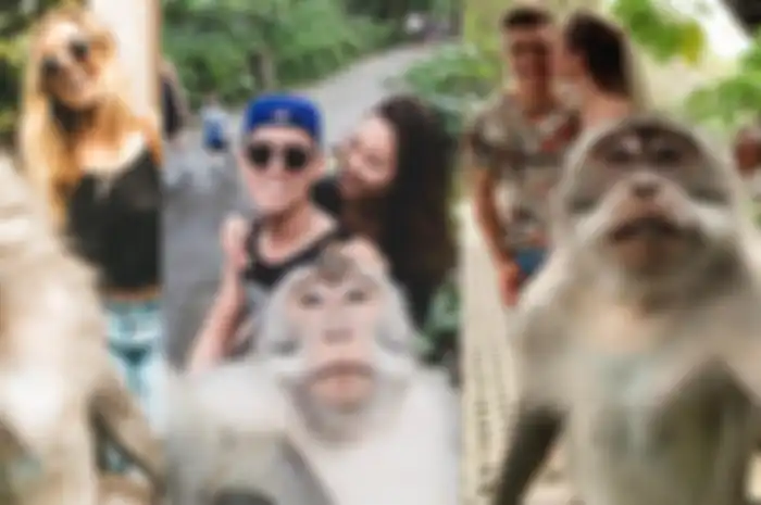 Baru-baru ini video cara monyet selfie bersama wisatawan di Monkey Forest Ubud pun viral di media sosial