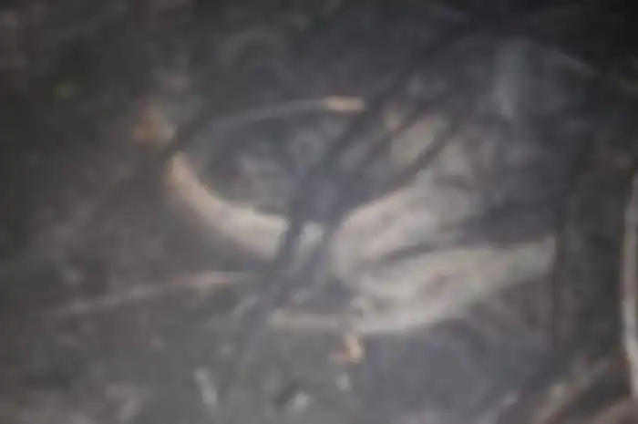 TNI menemukan ular terbakar yang dianggap memiliki kaki di lokasi karhutla di Desa Sekip Hilir, Kecamatan Rengat, Kabupaten Inhu, Riau, Rabu (18/9/2019). Ahli ular LIPI tegaskan, itu bukan kaki.