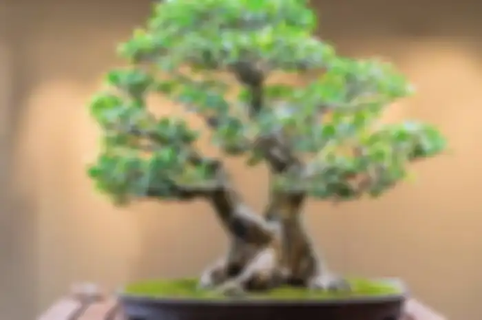 Trik Membuat Bonsai pada Batu, Siapkan Potongan Selang Plastik, Begini Caranya!