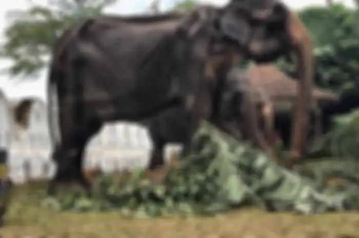 Gajah kurus kering, Tikiri.