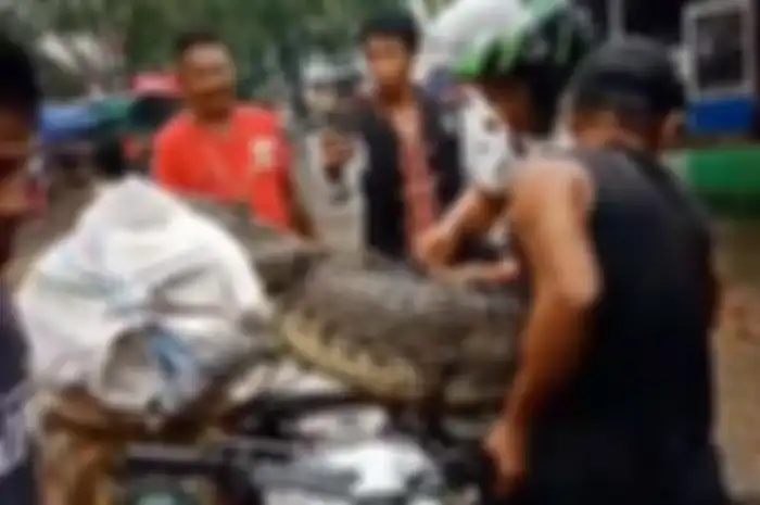 Seekor buaya sepanjang 1,5 meter diangkut menggunakan Yamaha Jupiter Z