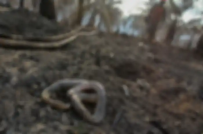 Seekor ular ditemukan mati di lokasi kebakaran lahan gambut di perkebunan sawit milik warga di Kecamatan Rumbai, Pekanbaru, Riau, Rabu (4/9/2019). Satgas Karhutla Riau terus berupaya melakukan pemadaman kebakaran lahan agar tidak semakin meluas.