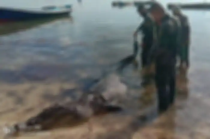 Lalu keesokan harinya, warga terkejut menemukan reptil itu berenang dengan Junick berada di rahangnya dan bersiap untuk memakannya.
